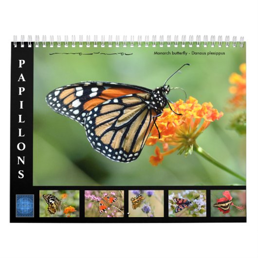 Divers papillons calendrier 12 mois (Protection)