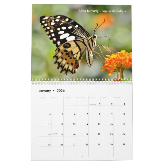 Divers papillons calendrier 12 mois (Jan 2026)