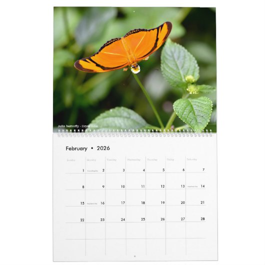 Divers papillons pour calendrier 2023 (Feb 2026)