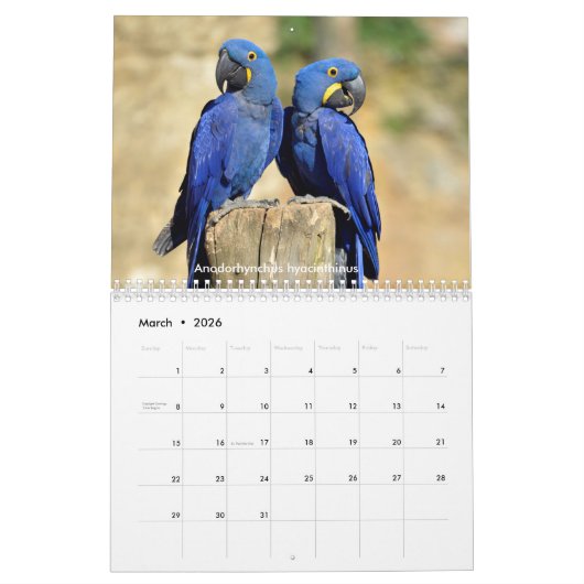 Divers perroquets calendrier 12 mois (Mar 2026)