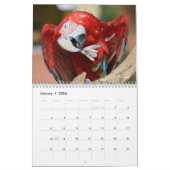 Divers perroquets calendrier 12 mois (Jan 2026)