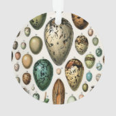 Divers types d'Oeuf Illustration scientifique (dos)