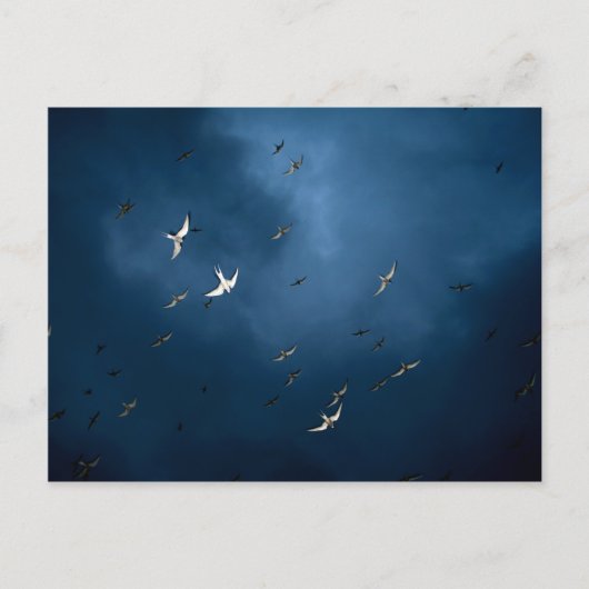 Diverse - Arctic Tern & Blue Sky Pattern Briefkaart (Voorkant)