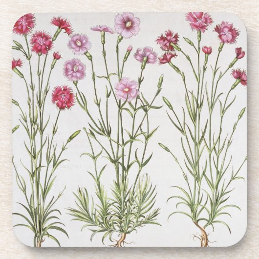Diverse Dianthus-variëteiten uit de "Hortus Ey" Bier Onderzetter (Voorkant)