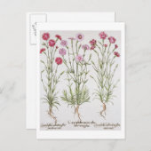 Diverse Dianthus-variëteiten uit de "Hortus Ey" Briefkaart (Voorkant / Achterkant)