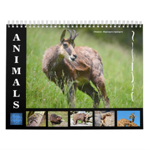 Diverse dieren 12-maandkalender kalender