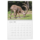 Diverse dieren 12-maandkalender kalender (Jan 2026)