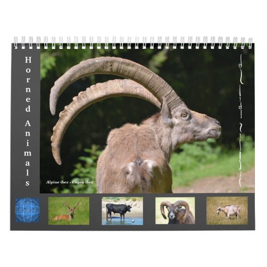 Diverse dieren 12-maandkalender kalender (Hoes)