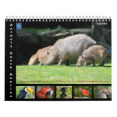 Diverse dieren in Zuid-Amerika: 12-maandkalender Kalender (Hoes)