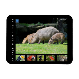 Diverse dieren van Zuid-Amerika Magneet