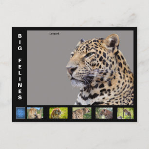 Diverse grote katachtige feestdagenkaart