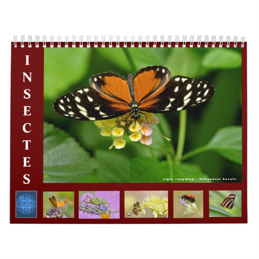 Diverse insecten, kalender van 12 maanden (Hoes)