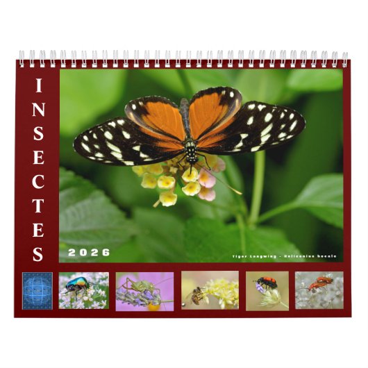 Diverse insecten, kalender van 12 maanden (Hoes)