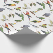 Diverse kleurrijke papegaaien cadeaupapier (Hoek)
