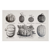 Diverse meloensoorten perfect poster (Voorkant)