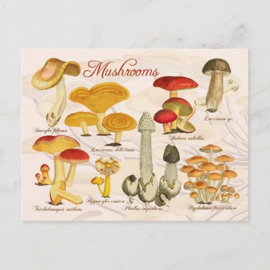 Diverse paddenstoelen briefkaart (Voorkant)