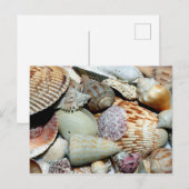 Diverse Seashells op Beach Foto Briefkaart (Voorkant / Achterkant)