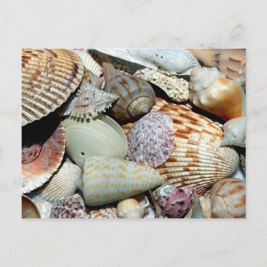 Diverse Seashells op Beach Foto Briefkaart (Voorkant)
