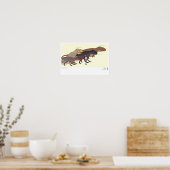 Diverse soorten Ceratosaurus Poster (Keuken)