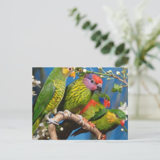 Diverse vogels briefkaart (Staand voorkant)