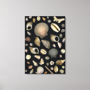 Diverse zeeschelpen canvas afdruk