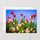 Diverses Tulipes #3 Carte Postale (Devant / Derrière)