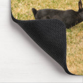 Diversiteit Muismat (Hoek)