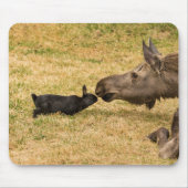 Diversiteit Muismat (Voorkant)