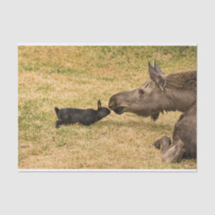 Diversiteit Tissuepapier