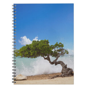 Divi Divi Boom, Eagle Beach, Aruba, Caribisch gebi Notitieboek