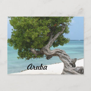 Divi Divi-boom in Aruba Briefkaart
