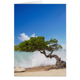Divi Divi Tree, Eagle Beach, Aruba, Caribisch gebi