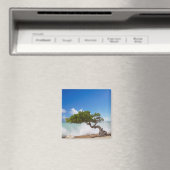 Divi Divi Tree, Eagle Beach, Aruba, Caribisch gebi Magneet (Insitu (Vaatwasser))