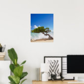 Divi Divi Tree, Eagle Beach, Aruba, Caribisch gebi Poster (Thuiskantoor)