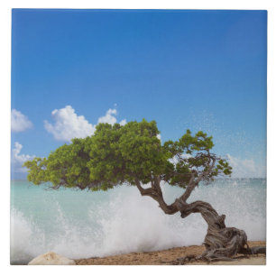 Divi Divi Tree, Eagle Beach, Aruba, Caribisch gebi Tegeltje