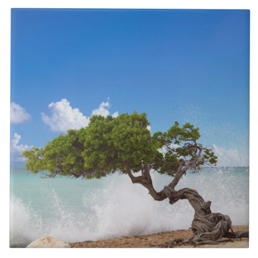 Divi Divi Tree, Eagle Beach, Aruba, Caribisch gebi Tegeltje (Voorkant)