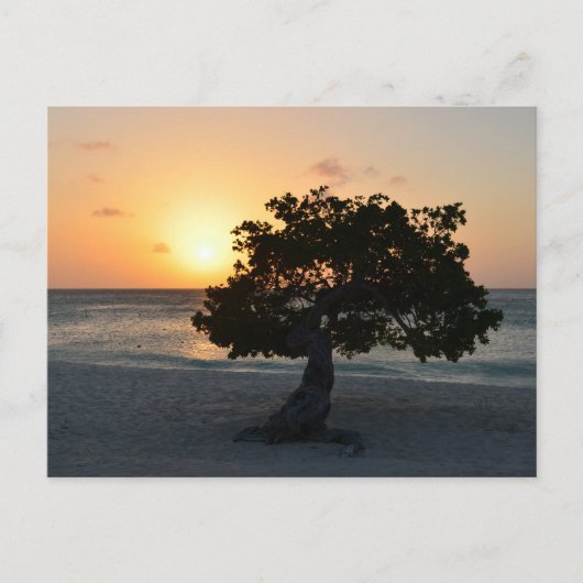 Divi Tree Sunset Briefkaart (Voorkant)