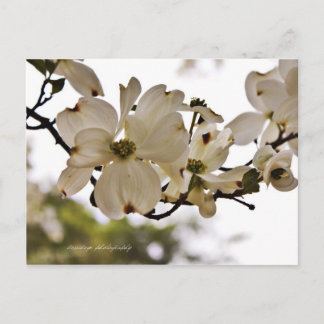 Divine Dogwood Spring Briefkaart