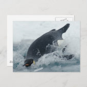 Diving Emperor Penguin Briefkaart (Voorkant / Achterkant)