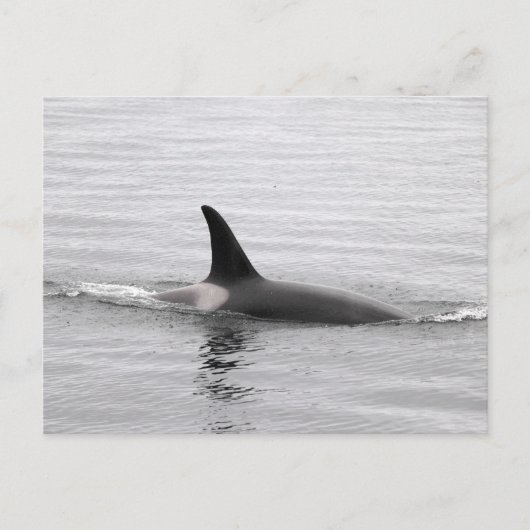 Diving Orca Briefkaart (Voorkant)
