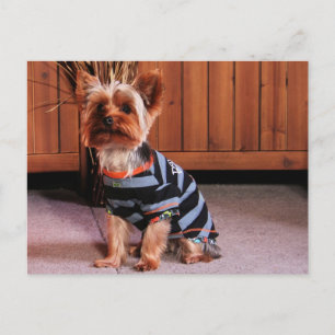 DJ - Yorkshire Terrier - Smith Briefkaart