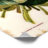 DM Ferry Flower Catalog Advertisation Poster (Hoek)