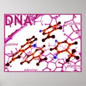 DNA-basen klein Poster (Voorkant)