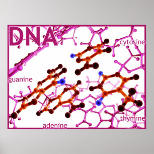 DNA Bases small Poster