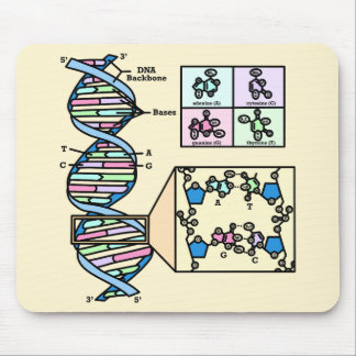 DNA Diagram Muismat