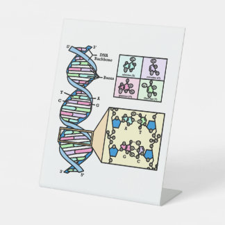 DNA Diagram Reclamebord Met Voetstuk