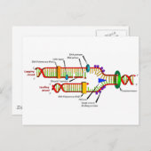 DNA-replicatie Briefkaart (Voorkant / Achterkant)