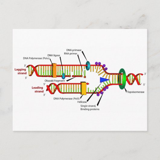 DNA-replicatie Briefkaart (Voorkant)