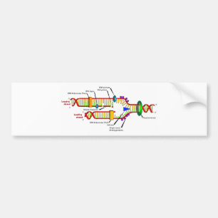 DNA-replicatie Bumpersticker
