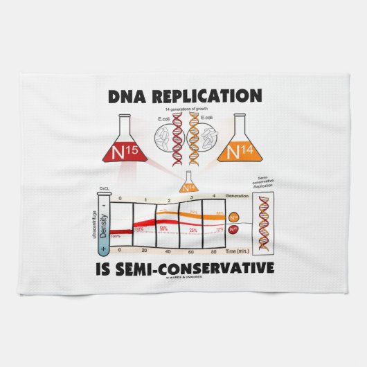 DNA-replicatie is semiconservatief Theedoek (Horizontaal)